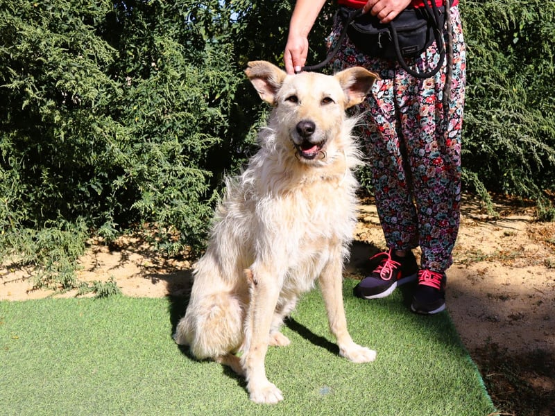 Dobby, Podengo-Mix - freundlich und sozial