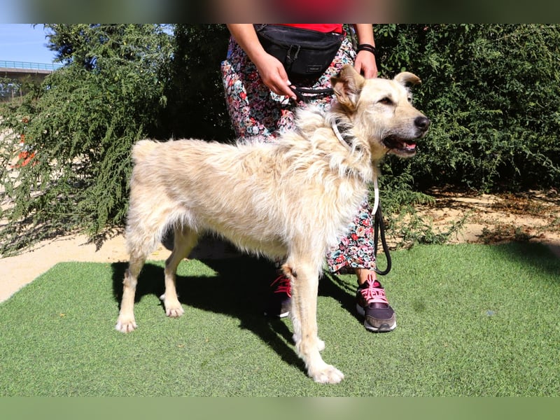Dobby, Podengo-Mix - freundlich und sozial