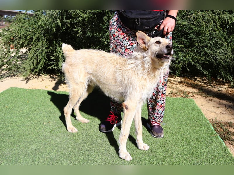 Dobby, Podengo-Mix - freundlich und sozial