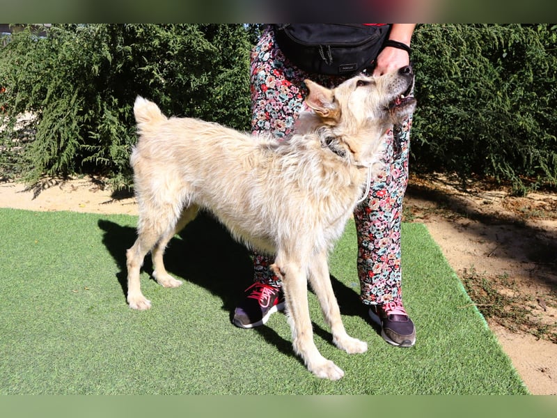 Dobby, Podengo-Mix - freundlich und sozial