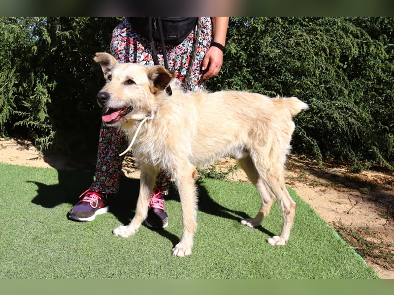Dobby, Podengo-Mix - freundlich und sozial