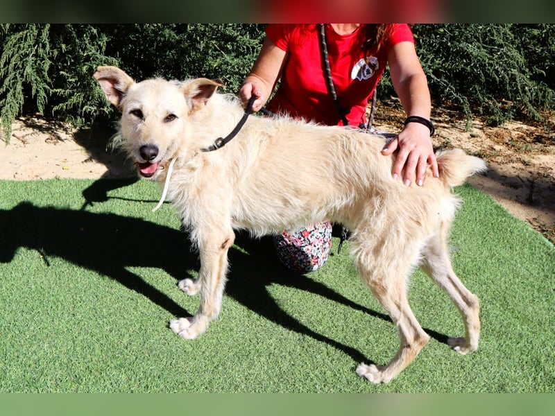 Dobby, Podengo-Mix - freundlich und sozial