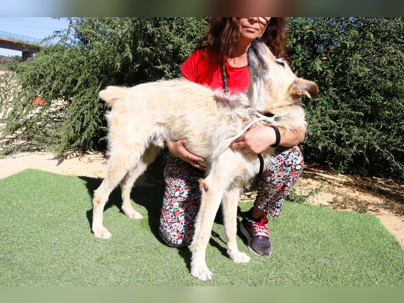 Dobby, Podengo-Mix - freundlich und sozial