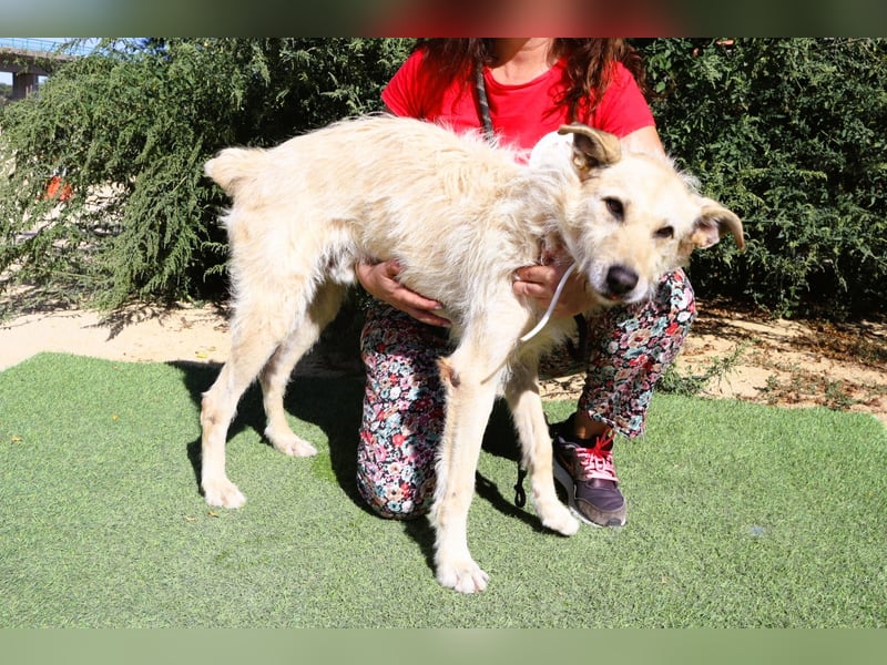 Dobby, Podengo-Mix - freundlich und sozial