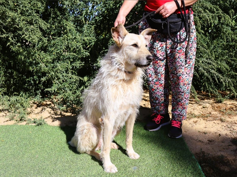 Dobby, Podengo-Mix - freundlich und sozial