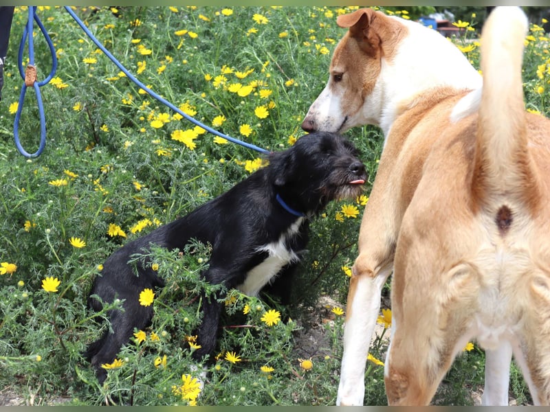 Kalle, Mix Podengo / Labrador, lieb und verträglich