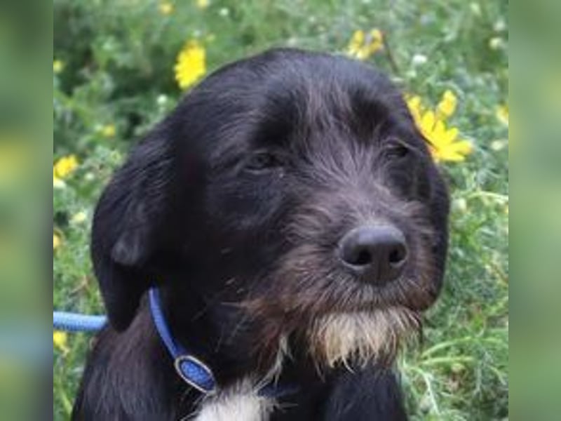 Kalle, Mix Podengo / Labrador, lieb und verträglich