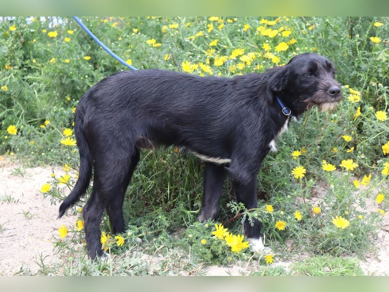 Kalle, Mix Podengo / Labrador, lieb und verträglich
