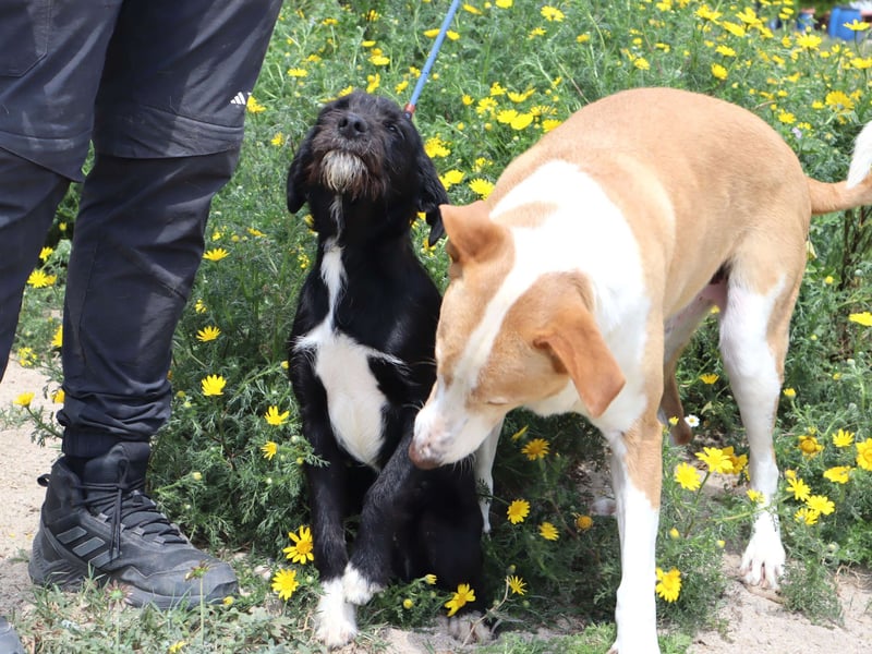 Kalle, Mix Podengo / Labrador, lieb und verträglich