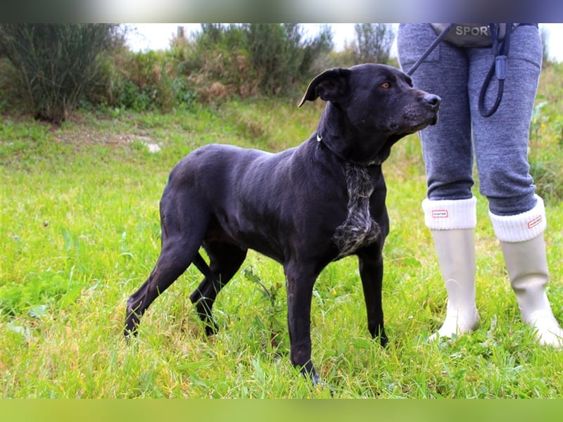 Bareerah, Mix Pointer / Labrador, lieb und verträglich