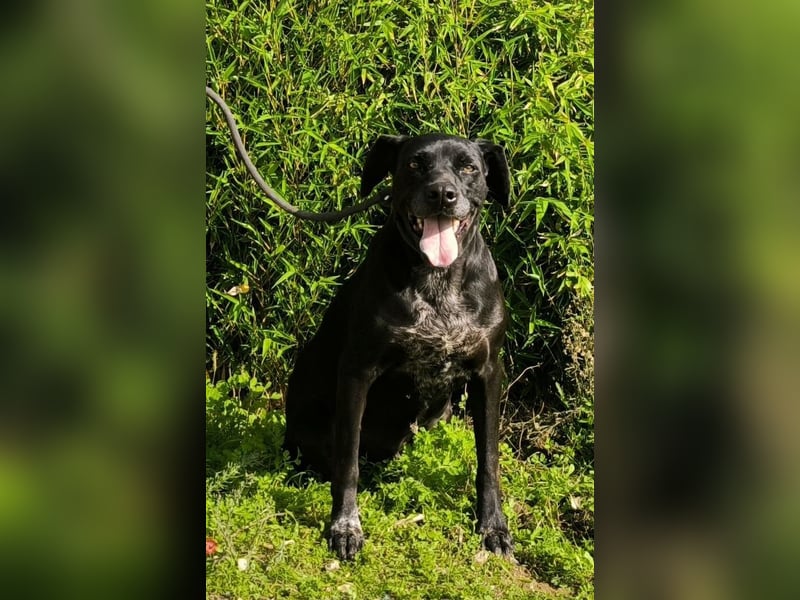 Bareerah, Mix Pointer / Labrador, lieb und verträglich