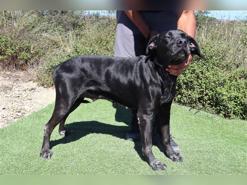 Bareerah, Mix Pointer / Labrador, lieb und verträglich