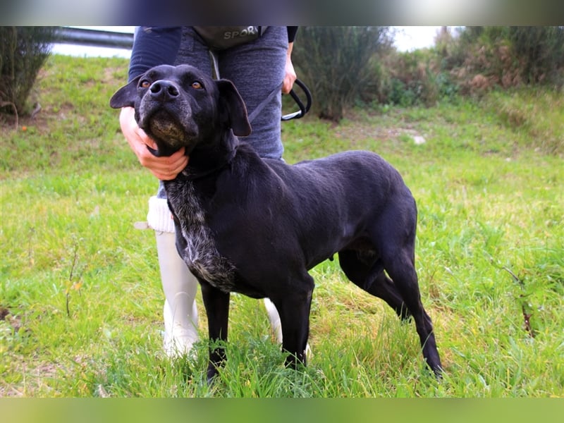 Bareerah, Mix Pointer / Labrador, lieb und verträglich