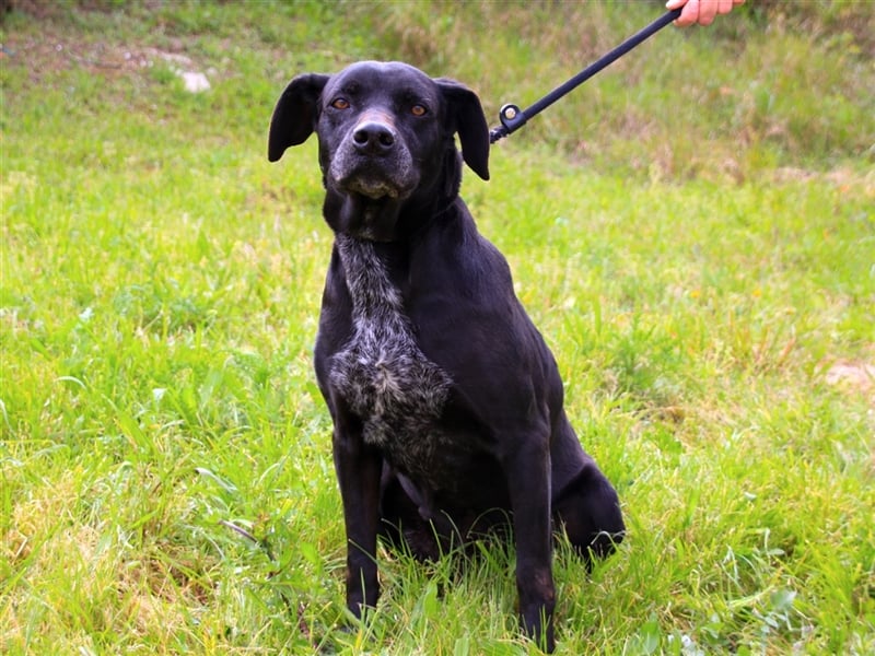 Bareerah, Mix Pointer / Labrador, lieb und verträglich