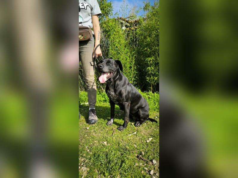 Bareerah, Mix Pointer / Labrador, lieb und verträglich