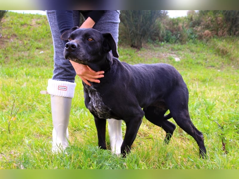 Bareerah, Mix Pointer / Labrador, lieb und verträglich
