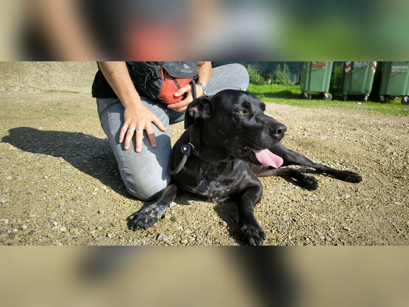 Bareerah, Mix Pointer / Labrador, lieb und verträglich