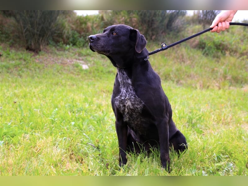 Bareerah, Mix Pointer / Labrador, lieb und verträglich