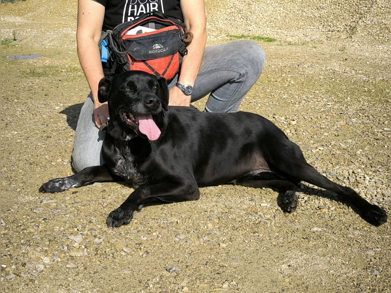 Bareerah, Mix Pointer / Labrador, lieb und verträglich