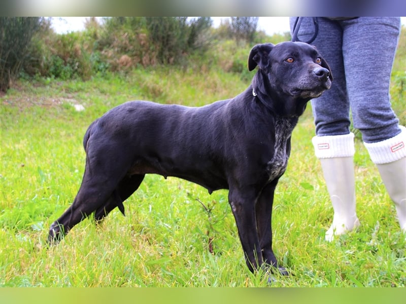 Bareerah, Mix Pointer / Labrador, lieb und verträglich