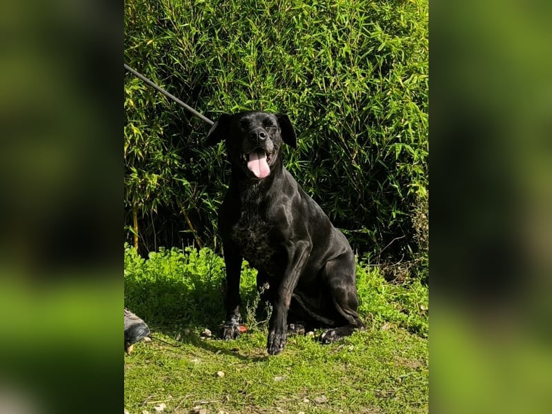 Bareerah, Mix Pointer / Labrador, lieb und verträglich