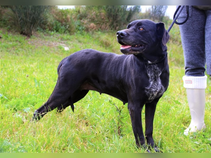 Bareerah, Mix Pointer / Labrador, lieb und verträglich