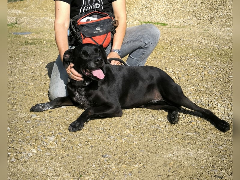 Bareerah, Mix Pointer / Labrador, lieb und verträglich