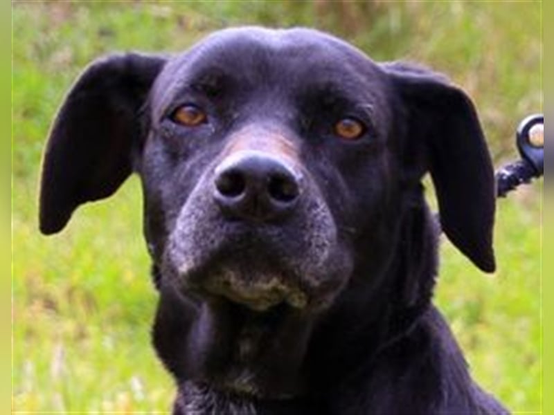 Bareerah, Mix Pointer / Labrador, lieb und verträglich