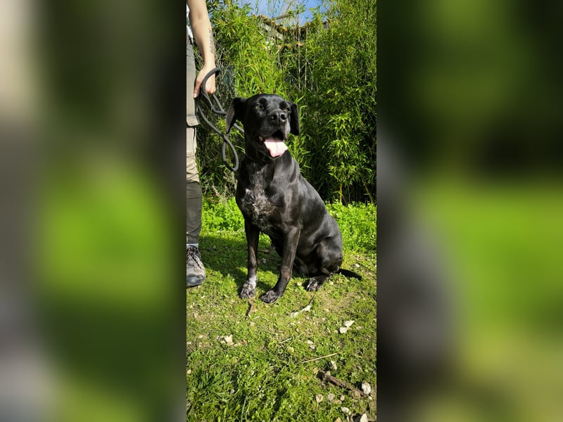 Bareerah, Mix Pointer / Labrador, lieb und verträglich