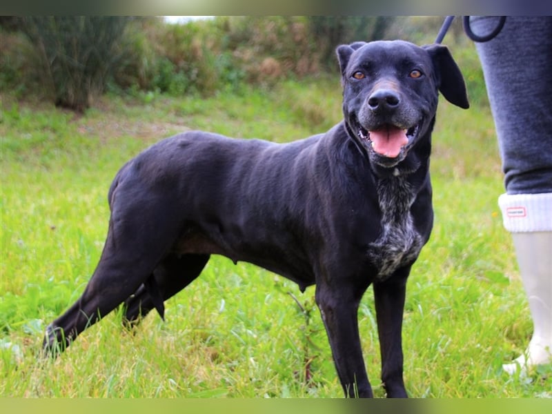 Bareerah, Mix Pointer / Labrador, lieb und verträglich