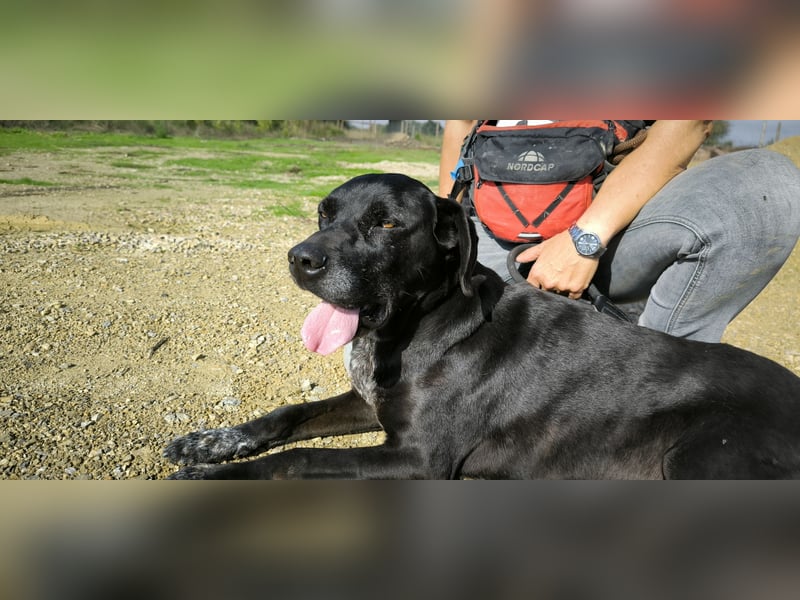 Bareerah, Mix Pointer / Labrador, lieb und verträglich