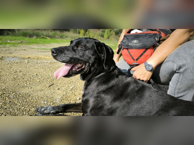Bareerah, Mix Pointer / Labrador, lieb und verträglich