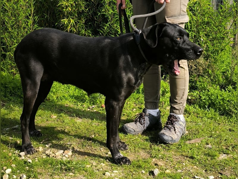 Bareerah, Mix Pointer / Labrador, lieb und verträglich