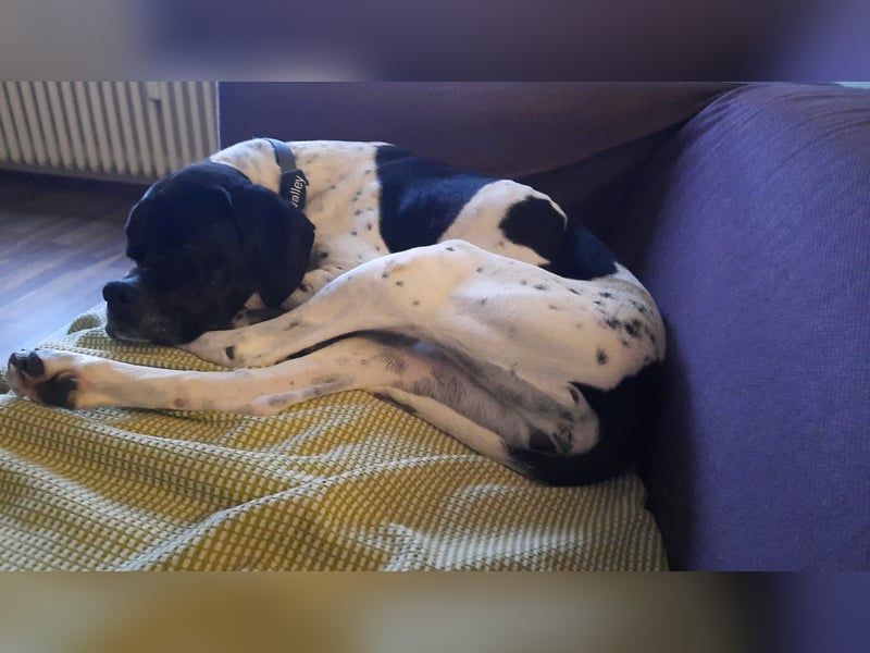 Sangria  - Portugiesischer Pointer, lieb und verträglich