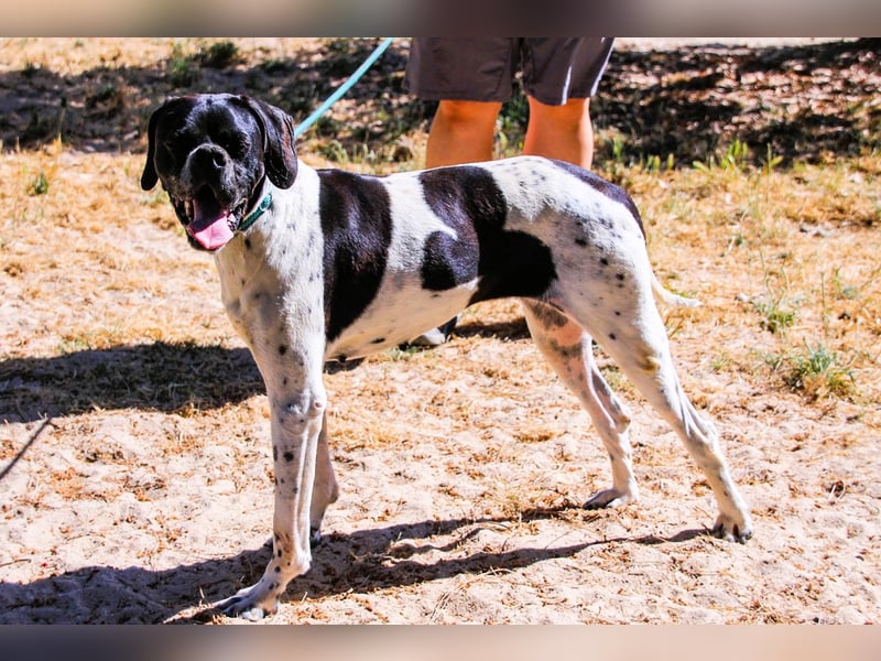 Sangria  - Portugiesischer Pointer, lieb und verträglich
