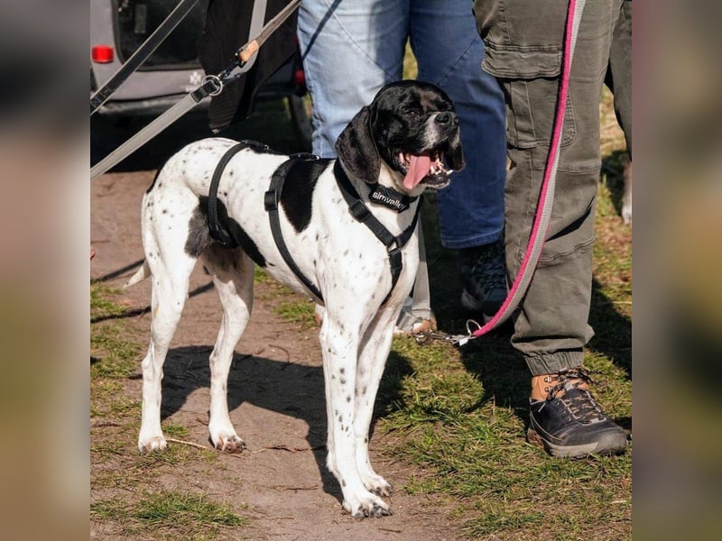 Sangria  - Portugiesischer Pointer, lieb und verträglich