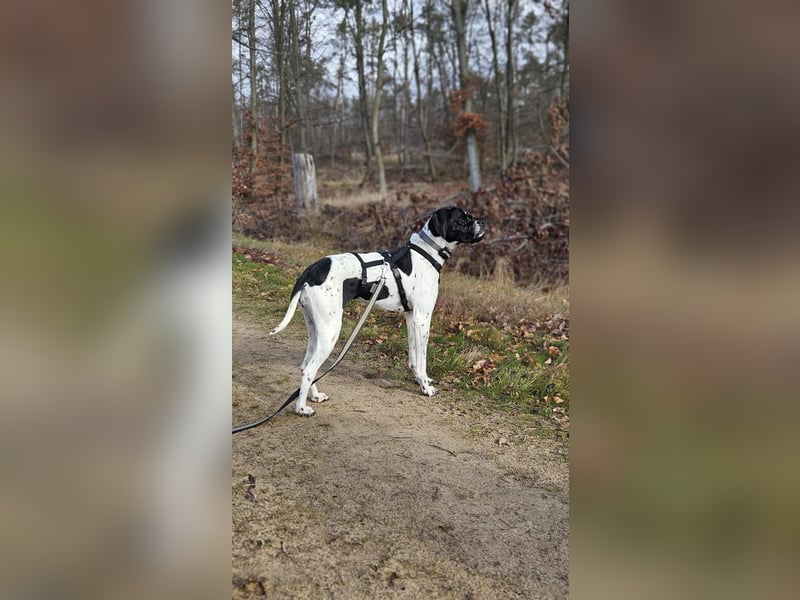 Sangria  - Portugiesischer Pointer, lieb und verträglich