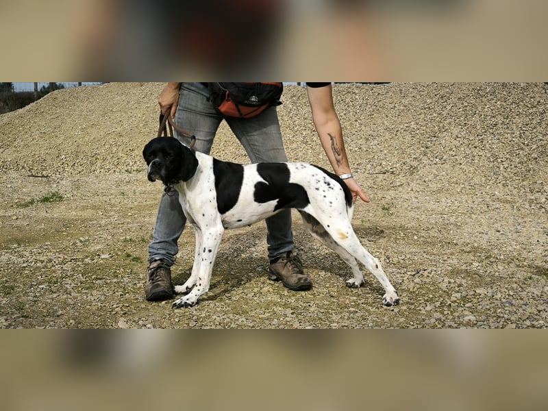 Sangria  - Portugiesischer Pointer, lieb und verträglich