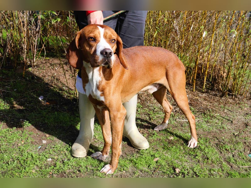 Portugiesischer Pointer Scottie - super lieb und gesellig