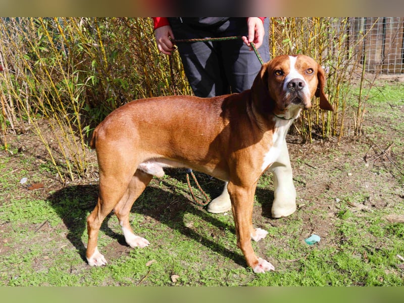 Portugiesischer Pointer Scottie - super lieb und gesellig