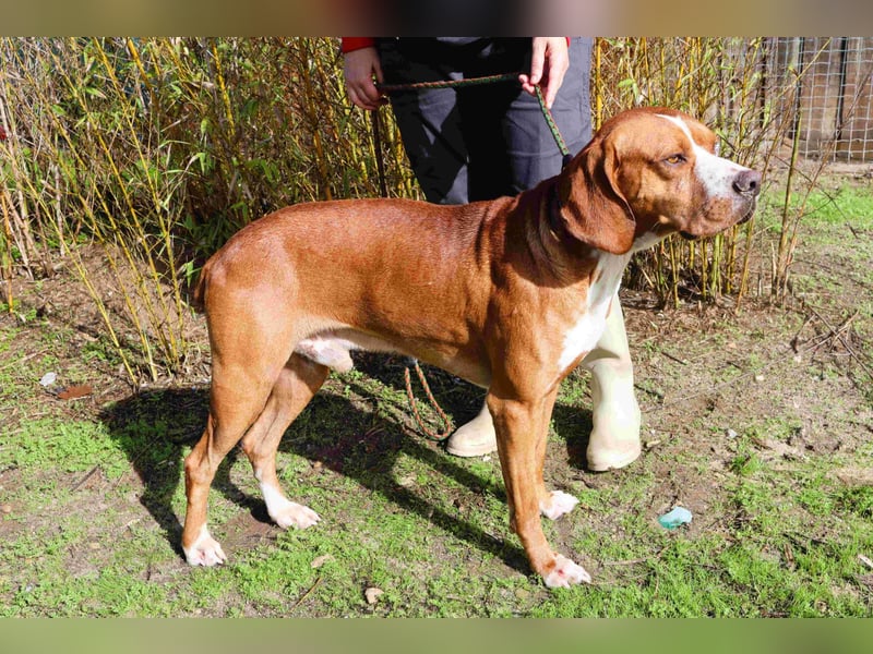 Portugiesischer Pointer Scottie - super lieb und gesellig