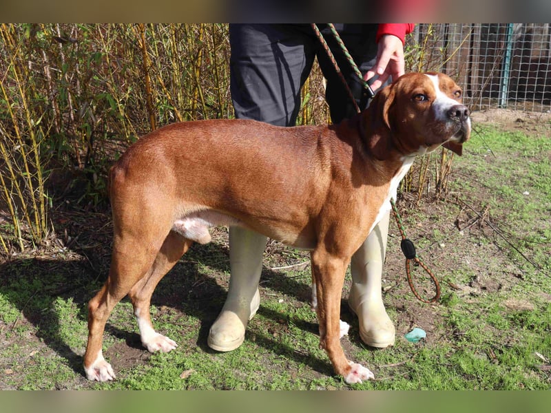 Portugiesischer Pointer Scottie - super lieb und gesellig