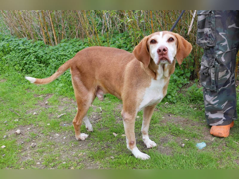 ARCHIE hat ein Handicap - Senior ARCHIE sucht Menschen mit ❤️