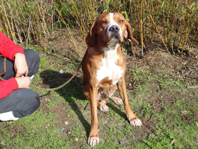 Portugiesischer Pointer Scottie - super lieb und gesellig