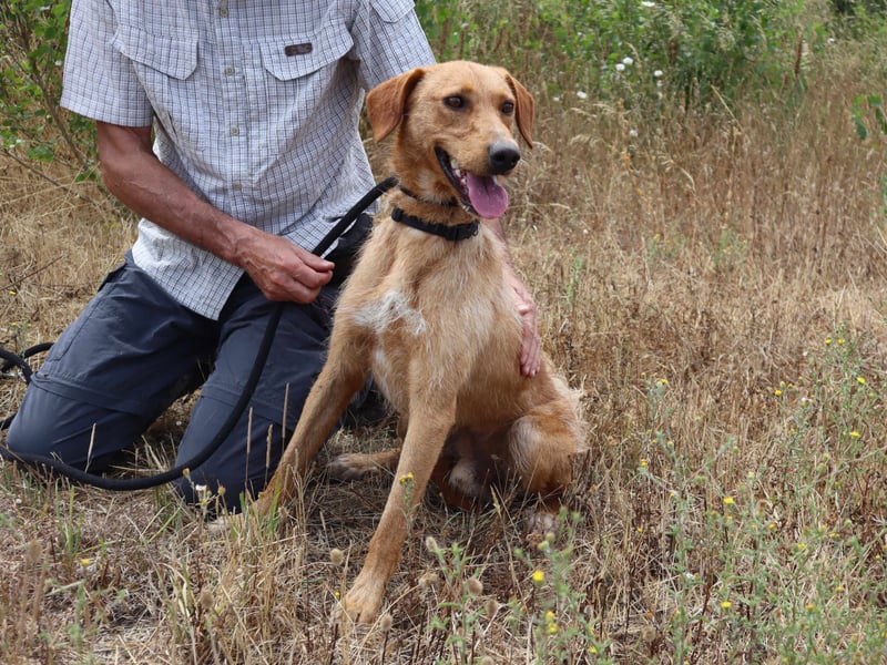 ✴️ *R*I*C*O* ~ hat ein Zuhause verdient !!