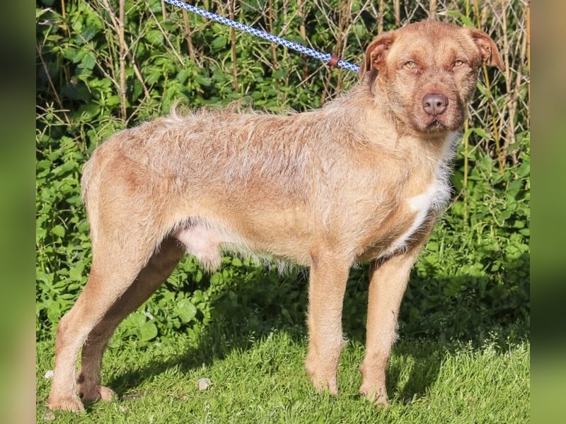 RUDI -&- ARAMIS | 2 von ~650 Hunden in der Cantinho da Milu