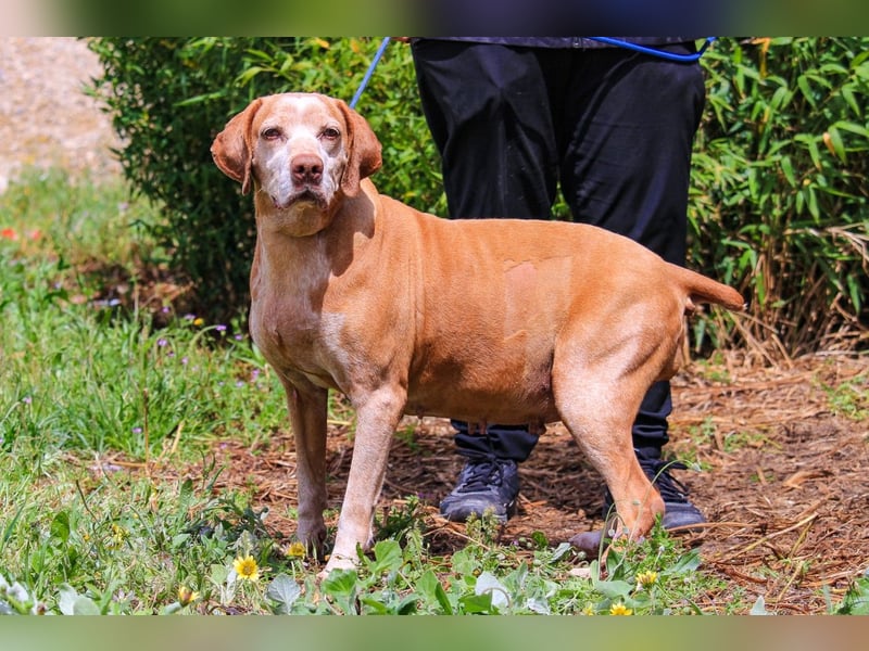 DAISY -♥️- KIZA |-|  2 von ~650 Hunden in der Cantinho da Milu