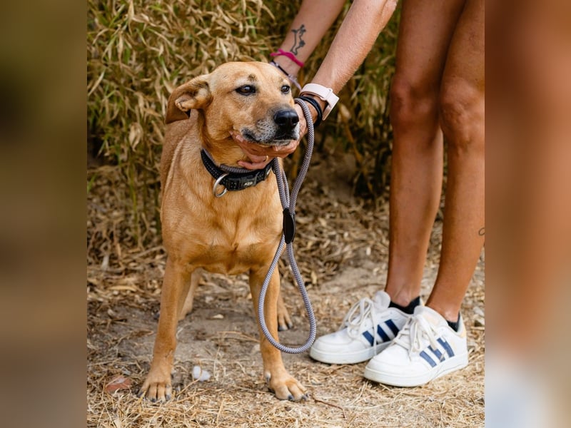 Ein Zuhause für die Liebe ❣️ Terry wird gesucht