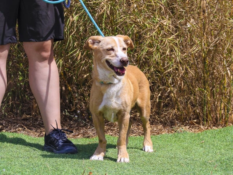 SENIOR YUPI ✴️ will als Einzelprinz einziehen