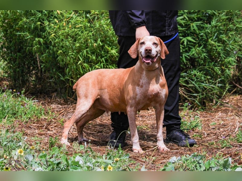 DAISY -♥️- KIZA |-|  2 von ~650 Hunden in der Cantinho da Milu